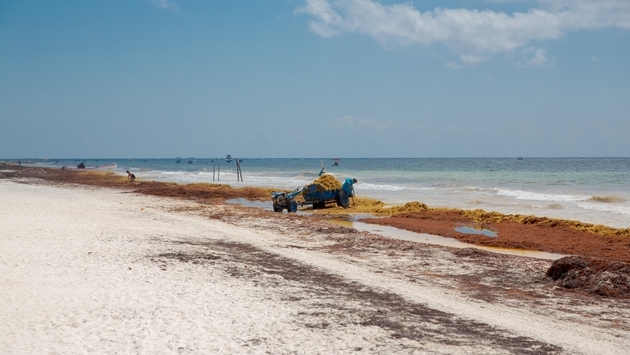 Playa del Carmen: Barriers Added to Aid in Keeping Sargassum Away